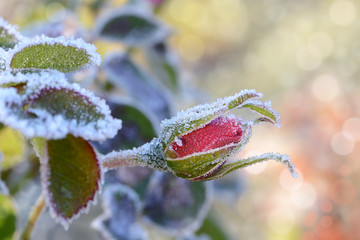 Blumen 533