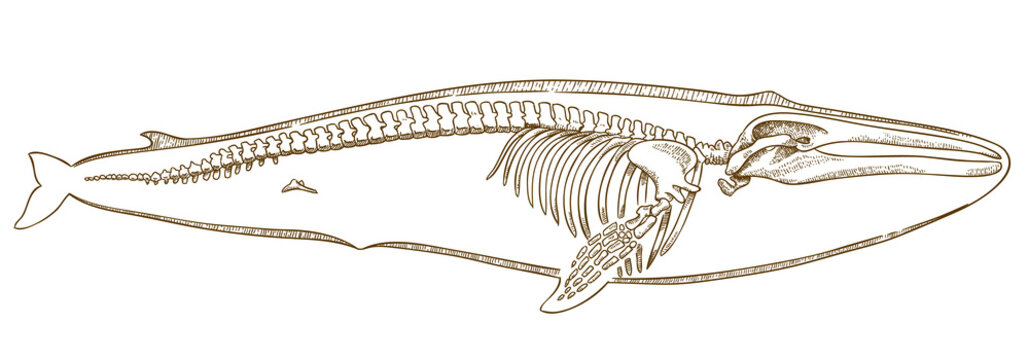 engraving  illustration of whale skeleton