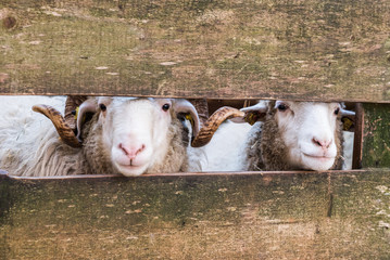 Schafe am Zaun