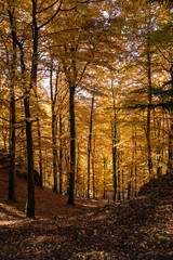 Obraz premium Landschaft im Herbst