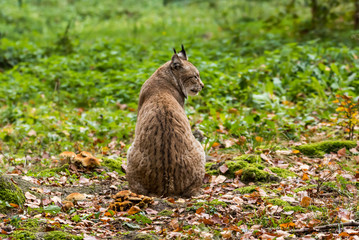 Luchs im Wald