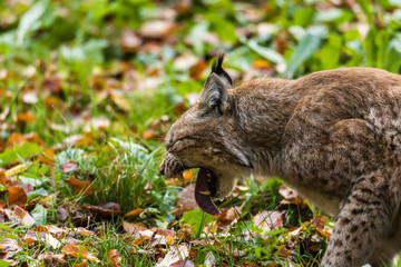 Luchs im Wald