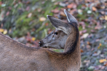 Reh im Wald