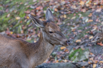 Reh im Wald