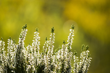 Fototapeta premium White calluna vulgaris