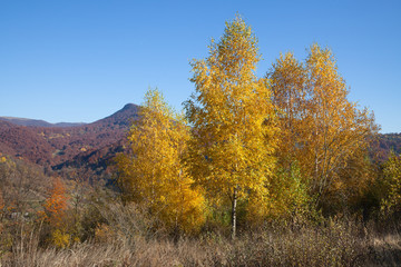 Autumn in Carpathian Mountains