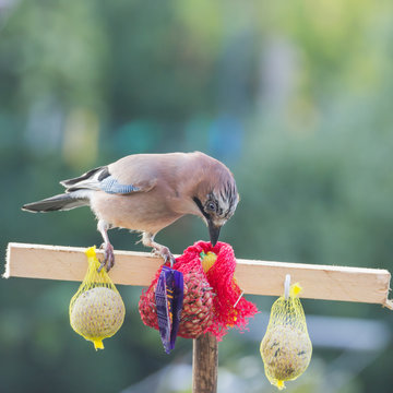 Eichelh&auml;her, Winterf&uuml;tterung, Gro&szlig;aufnahme, Garrulus glandarius, pickt N&uuml;sse
