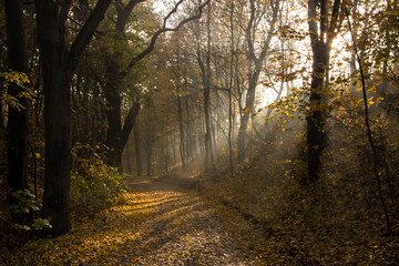 Fototapeta premium colors of autumn