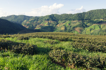 Naklejka premium Tea Plantation at Doi Mae Salong in Chiang Rai, Thailand