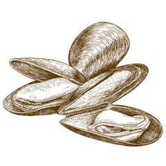 engraving illustration of mussel