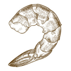 engraving  illustration of shrimp