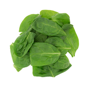 Baby spinach on a white background