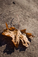 leaf