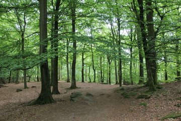 green forest