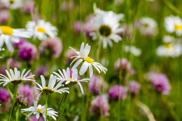 Daisies in a gentle wind