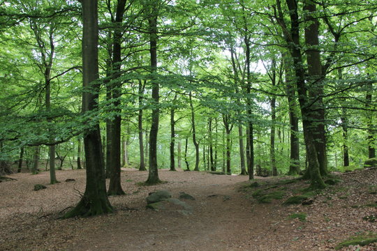 Fototapeta green forest