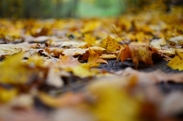 Fallen leaves on the path