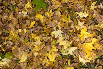 Colors of fall