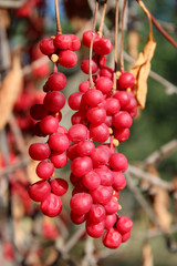 red ripe schisandra