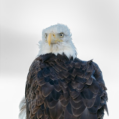 Bald eagle portrait 