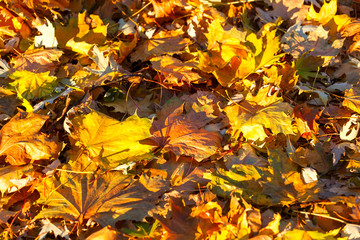 background with autumn colorful leaves