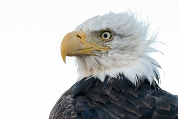 Bald eagle portrait 