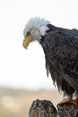 Bald eagle portrait 