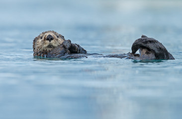 Fototapeta premium Sea otter floating in the ocean near Alaska