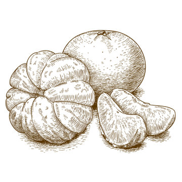 engraving illustration of tangerine