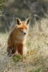Fototapeta premium Red fox 