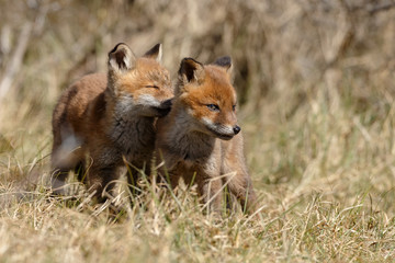 Naklejka na ściany i meble Red fox cubs playing