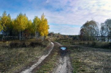 Pathway through the autumn forest