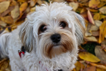 Portrait von einem Havaneser