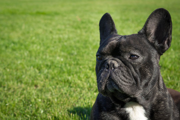 Fototapeta premium Male french bulldog is sitting on the green grass with serious look. Space on left side.