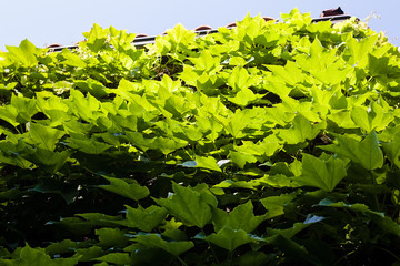 green leaves