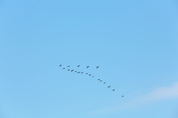 Flock of migratory ducks on blue sky