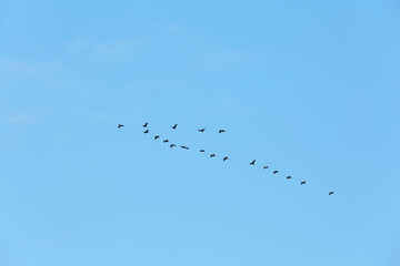 Flock of migratory ducks on blue sky