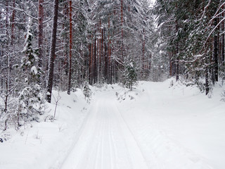 Forest road in the winter season