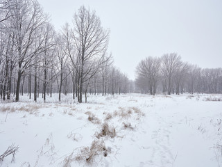 Beautiful winter landscape 