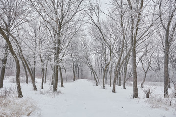 Beautiful winter landscape 