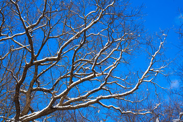 Oak-tree under snow against the blue sky