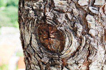 tree bark