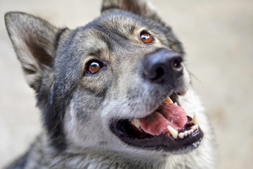 Face of wolf/Close up face of wolf.