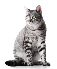Beautiful cat isolated on white