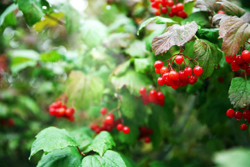 Branch of red viburnum close-up