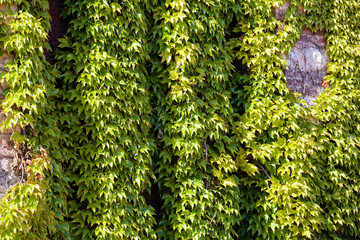 green leaves