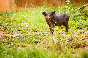 Fototapeta premium Black Pig in the backyard.