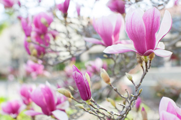 blooming magnolia