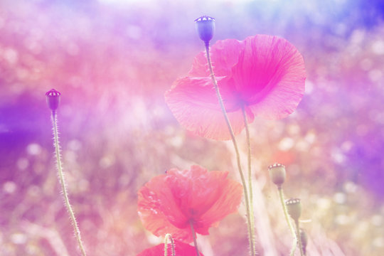 Beautiful red poppies in artistic soft colors with bokeh lights