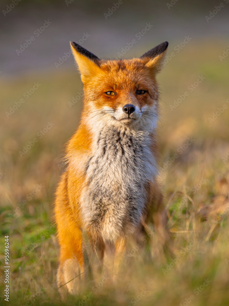 Poster Red fox sitting